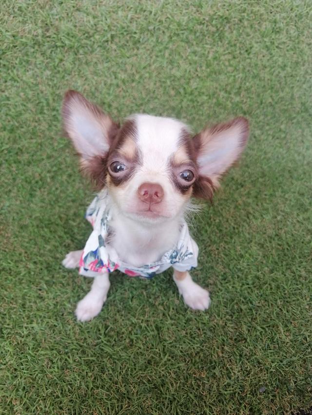 ชิวาว่าเเท้ขนยาว สีช็อค เพศผู้ พร้อมย้าย