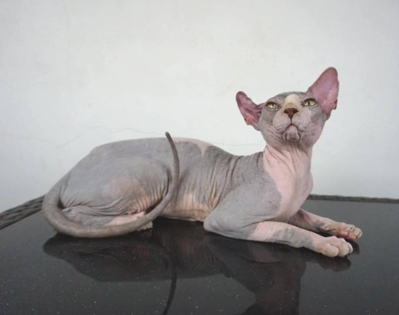 13.แมวสฟิงซ์/เพศผู้ หาบ้าน Sphynx Cat/Male looking for a new home 5