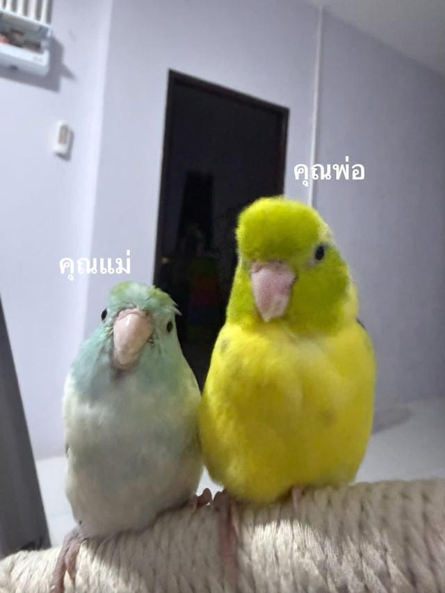 นกแก้วฟอพัส เพศเมีย หาบ้าน รูปที่ 2