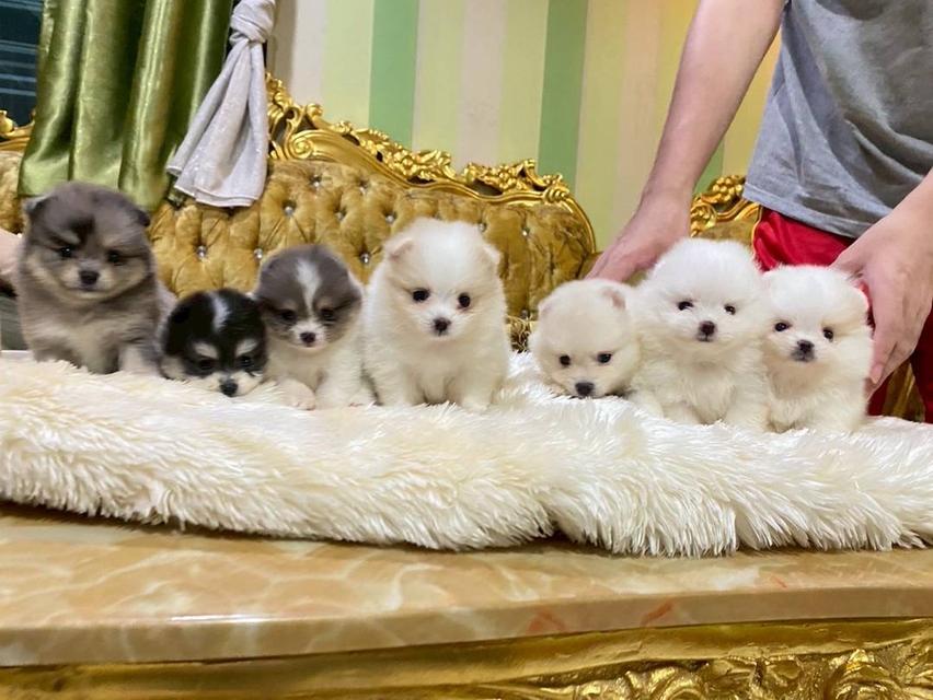 ลูกปอมแท้ อายุ2เดือน มีประกันสุขภาพ พร้อมส่ง