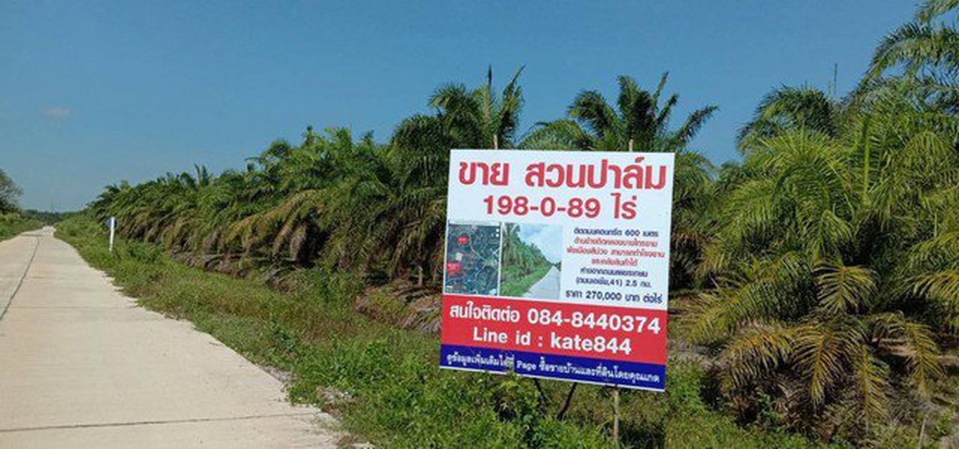 ขายสวนปาล์ม​โตเต็มที่​ จ.สุราษฎร์ธานี​ 1