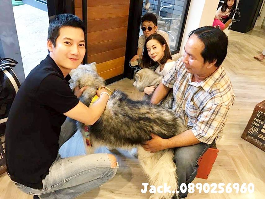 รับจับสุนัขผสมพันธ์ทุกสายพันธ์
