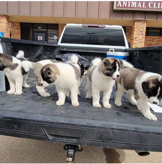 Akita Puppies Available Now For Sale