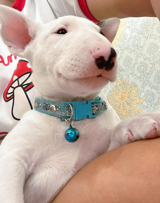 ลูกสุนัข Bull Terrier ตัวผู้