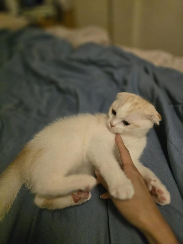 แมว สก็อตติชโฟลด์หูพับ White & Orange Stripes 4