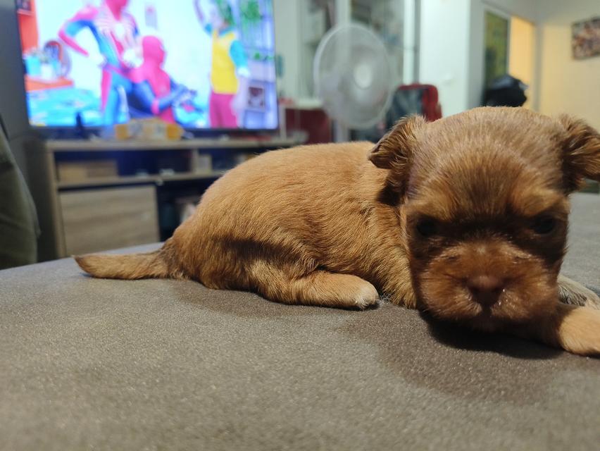 ชิสุห์ทอย 6