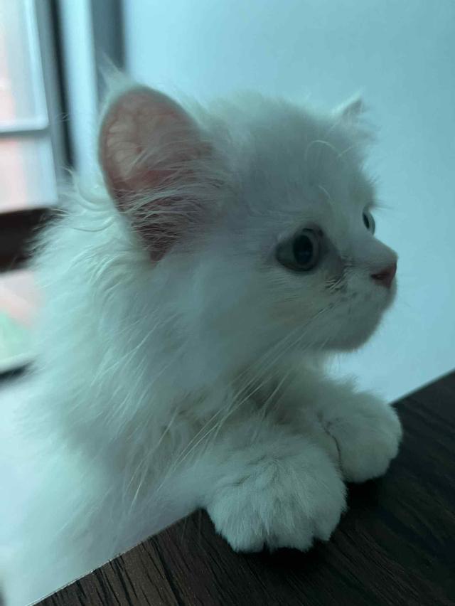 แมวเปอร์เซียสีขาว ตาสองสี