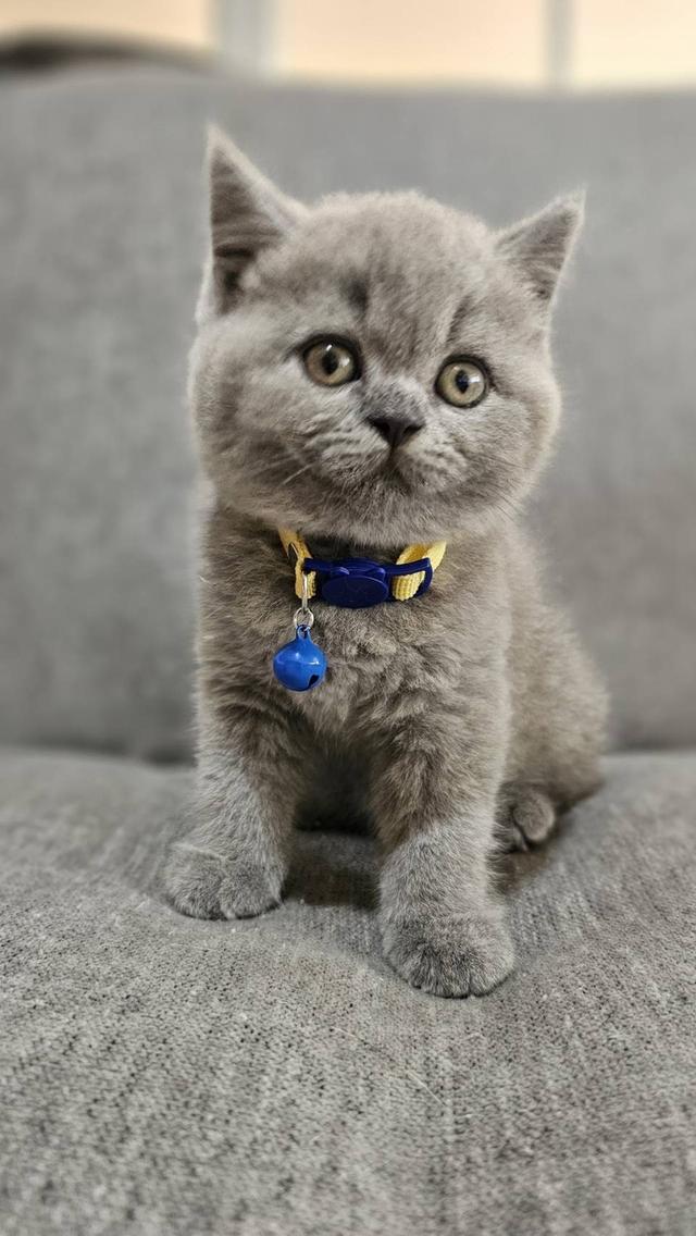 บริติชช็อตแฮร์แท้ น้องบลู 9