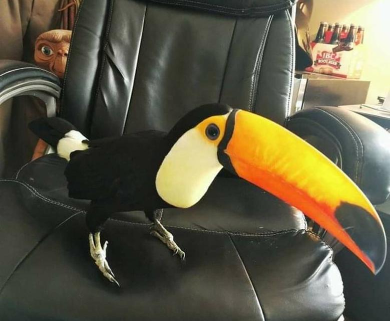 Toco Toucan birds available  WhatsApp me : ( +63 985 762 7466 )
