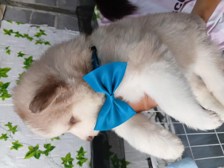 สุนัขไซบีเรียนฮัสกี้ รูปที่ 8