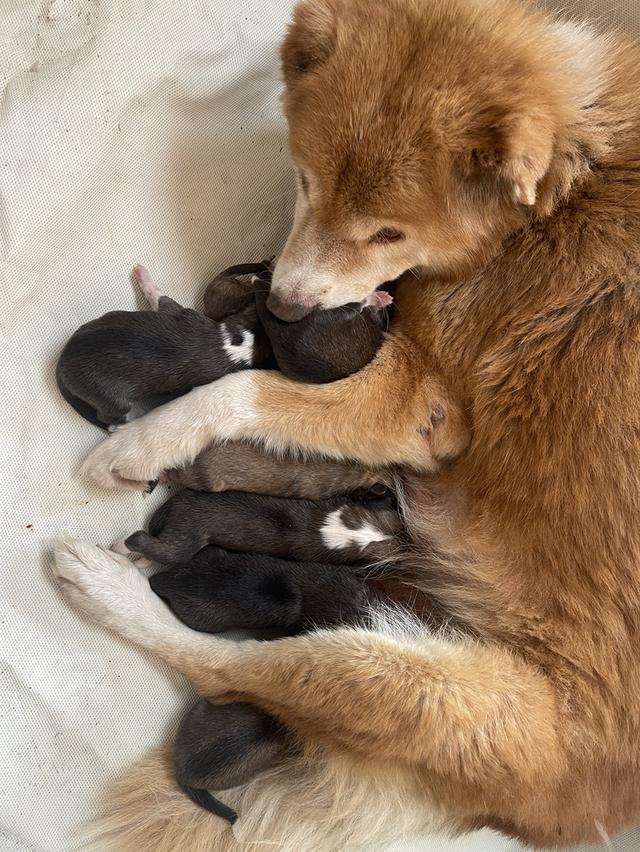 เปิดจองลูกสุนัข อาคิตะอินุ-บางแก้ว