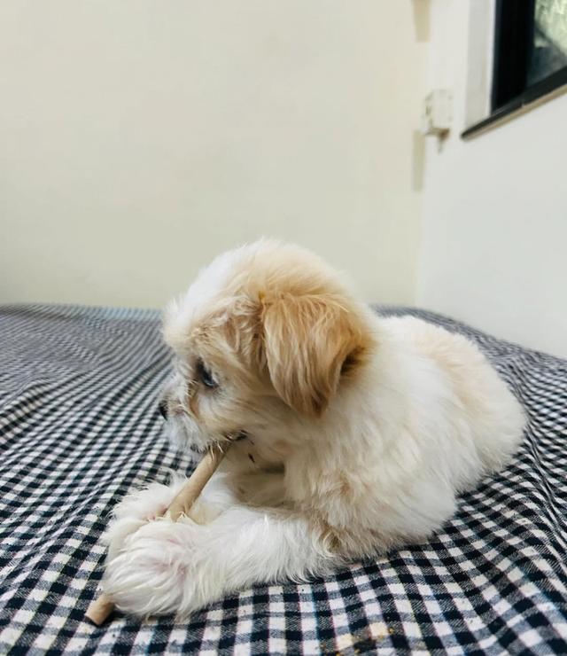 ขายลูกหมา Lhasa Apso 4