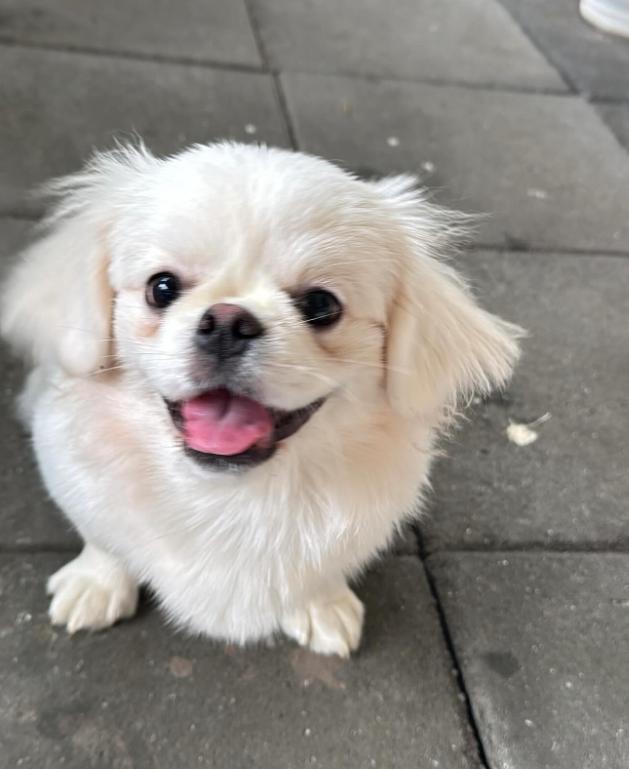 ขายลูกหมาน้อย Pekingese  4