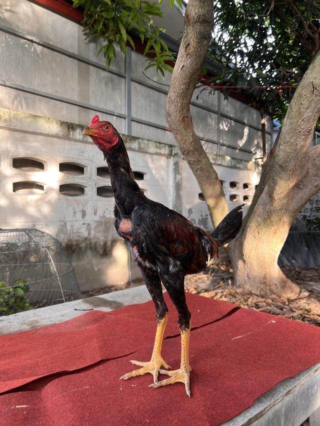 ไก่ชน พ่อหลานมหานคร + แม่หลานโกวเซ้ม
