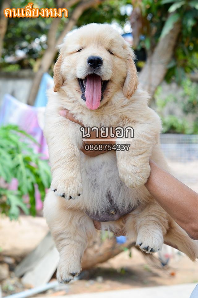 ขายลูกโกลเด้นแท้ ลูกโกลเด้นรีทรีฟเวอร์ พร้อมส่งลูกค้า กรุงเทพฯ นนทบุรี ปทุมธานี สมุทรปราการ ชลบุรี ระยอง โคราช สระบุรี ฉะเชิงเทรา นครนายก ฯลฯ