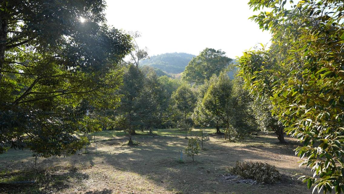 ขายที่ดิน เกาะช้าง จังหวัดตราด พร้อมต้นทุเรียนพร้อมเก็บผลผลิต 5