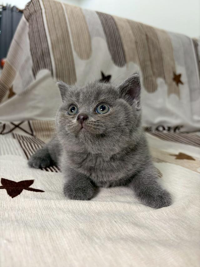 British shorthair WCF