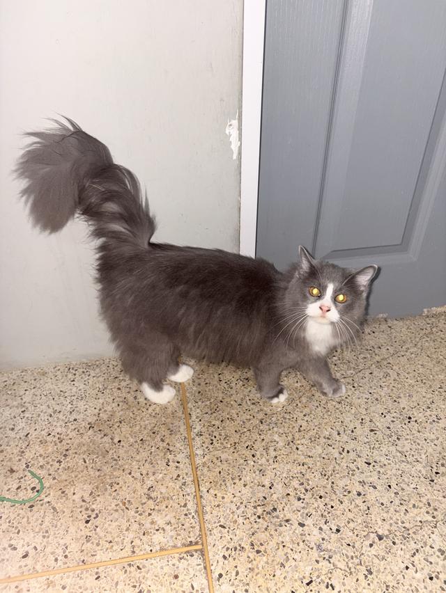 แมวเมนคูนผสมเปอร์เซีย รูปที่ 2