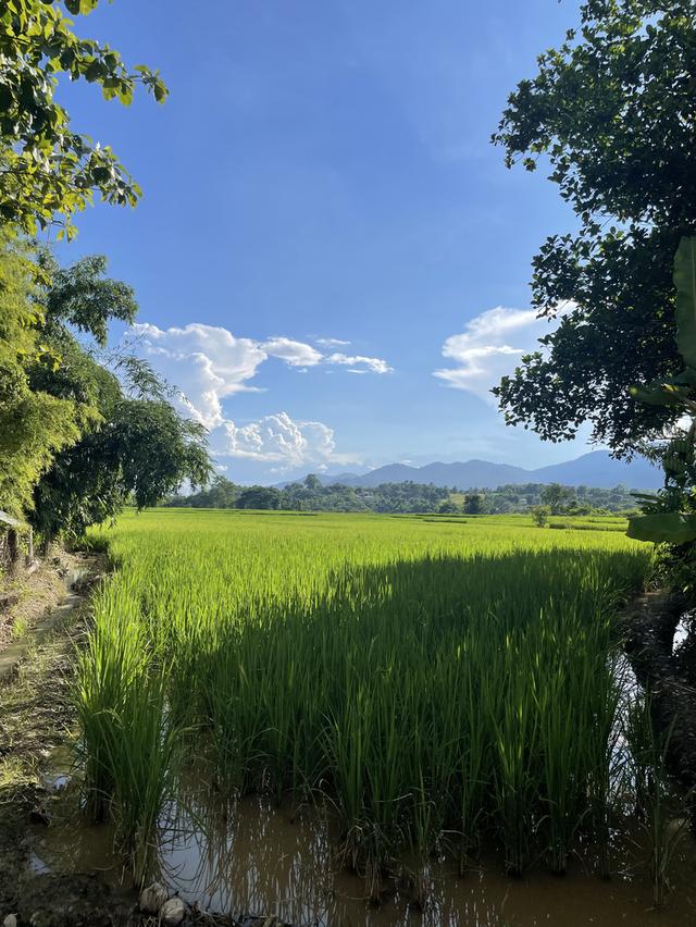 ที่ดินวิวสวย อำเภอปาย 1