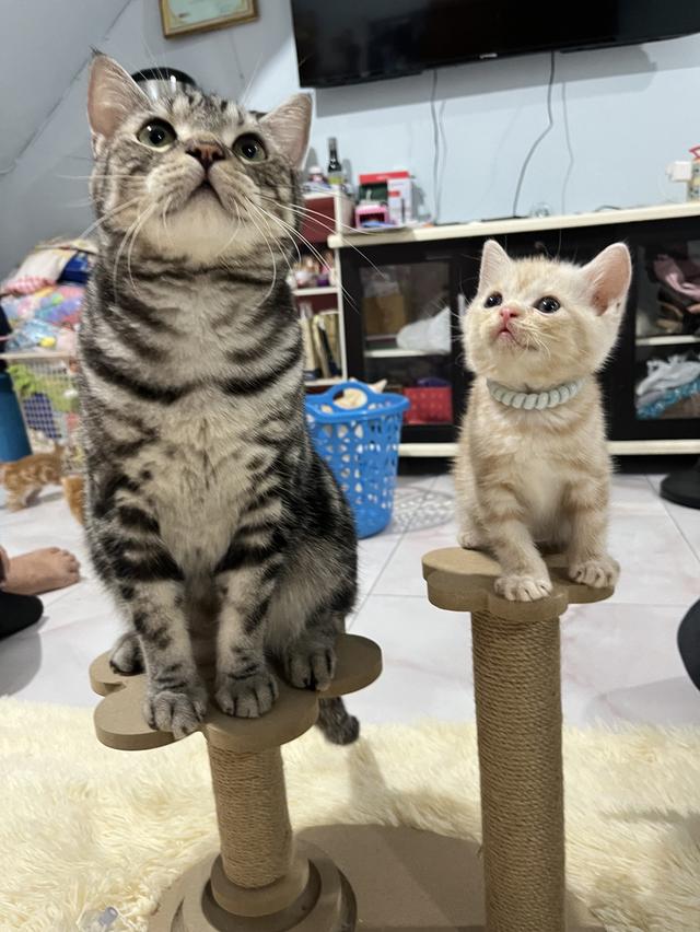 แมว อเมริกันช็อตแฮร์สีส้ม