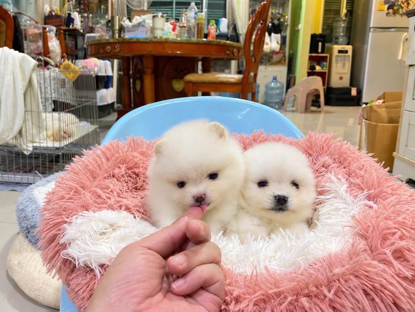 ลูกปอมแท้ น่ารัก ทีคัพ ขี้เล่น สดใส สุขภาพดี พร้อมย้ายบ้านค่ะ รูปย่อยที่ 2