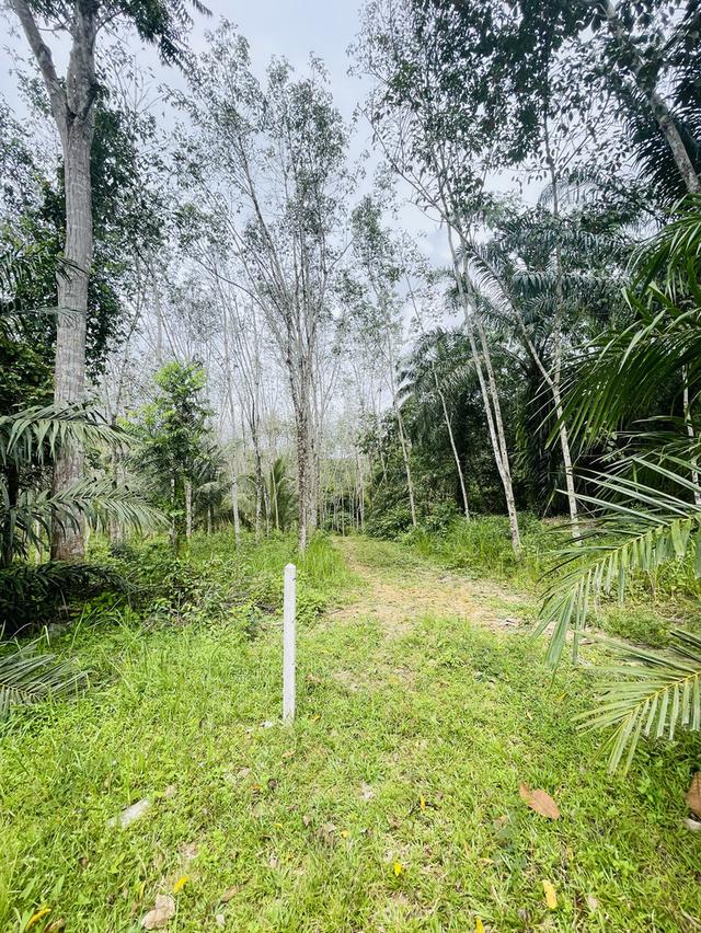 ที่ดินสวนยาง 1