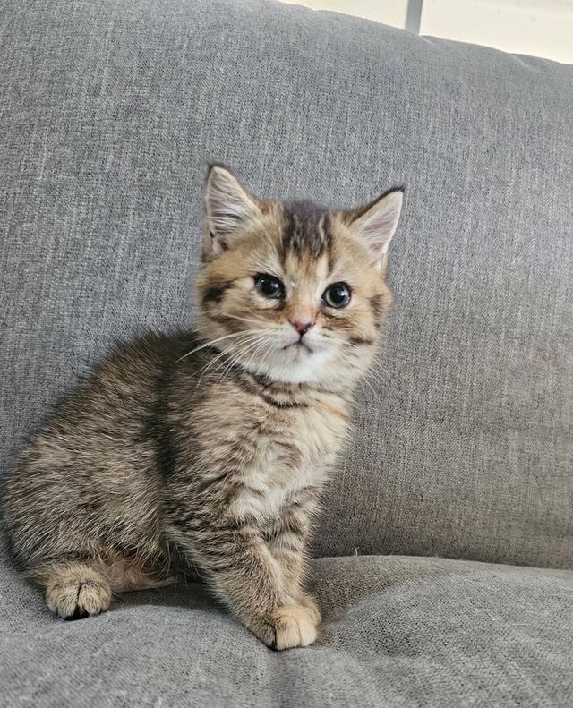 โคโค่ สก็อตติชโฟลด์แท้ 13