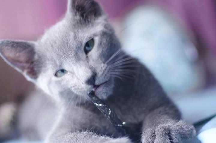 แมว Russian Blue พร้อมย้ายบ้าน