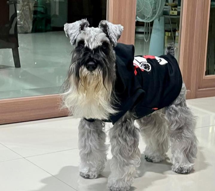 ขาย Schnauzer ขนยาวสวย