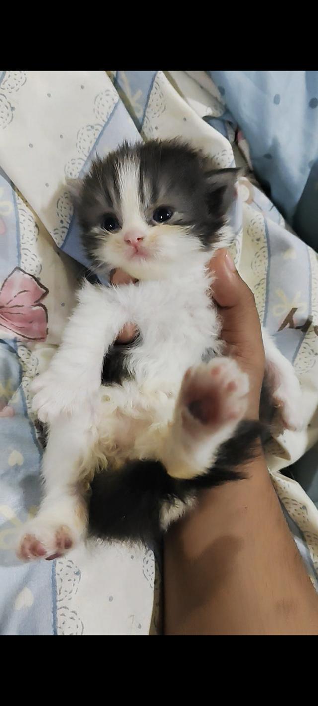 แมวเปอร์เซียแท้เพศชาย  4