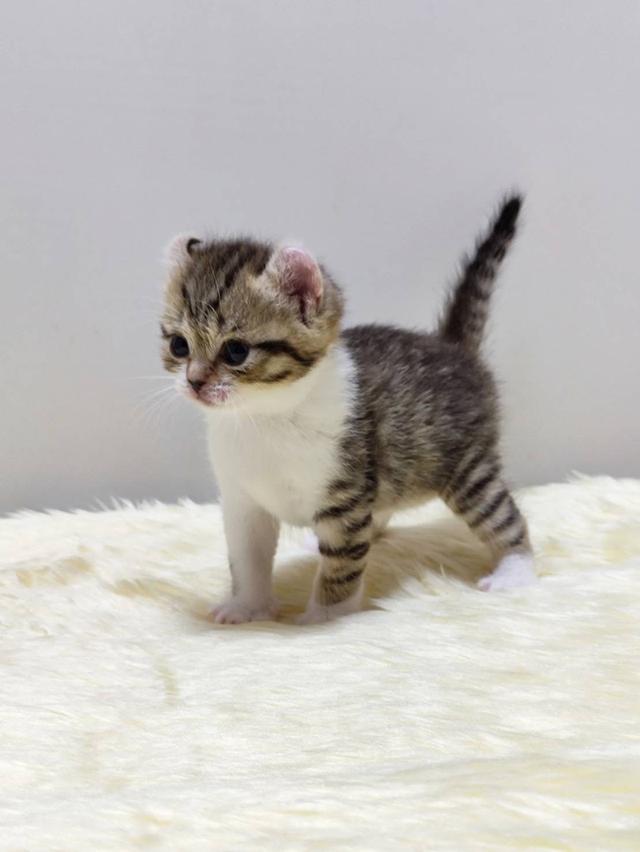 แมว อเมริกันเคิล น้องแมวหูบิน 9