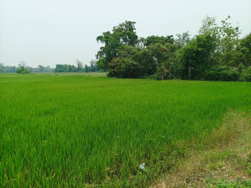 ขายที่ดิน ราคา8,000บาท/ตร.ว. ต.สง่าบ้าน อ.ดอยสะเก็ด จ.เชียงใหม่ 19