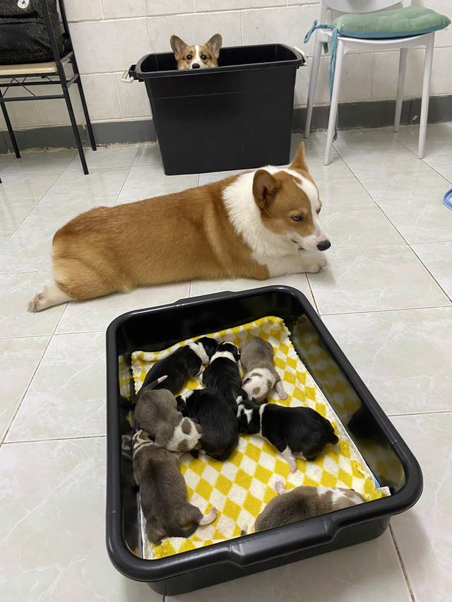 คอร์กี้