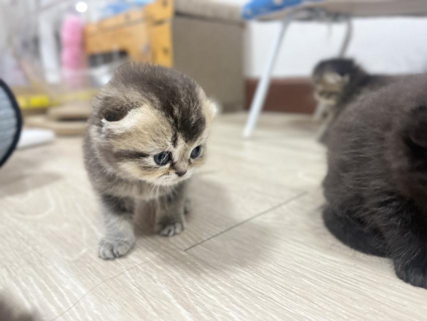 แมวเพศผู้อายุ 2 เดือน สกอตติสโฟล์ด 2