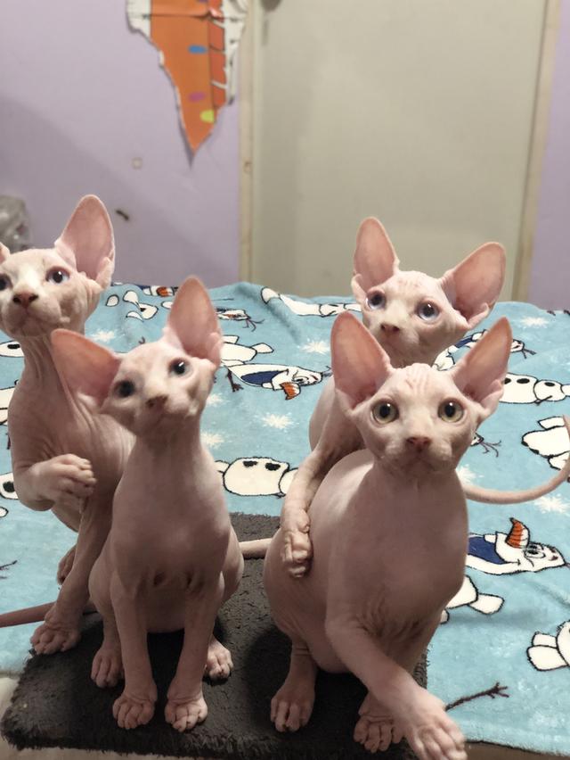 แมวสฟิงซ์ sphynx
