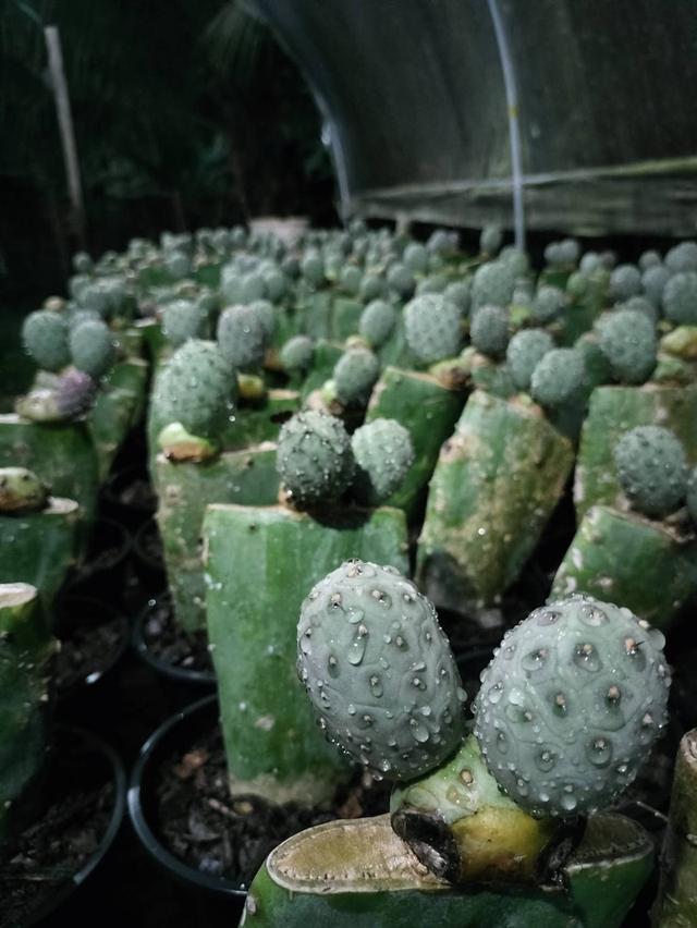 (ถูกที่สุด)แคคตัสไข่มังกร เด็ดสดส่งตรงจากสวนพร้อมทาเจลเร่งรากให้ฟรี รูปย่อยที่ 4