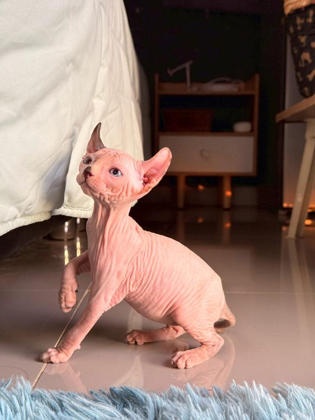 แมว สฟิงซ์ เพศ เมีย พร้อมย้ายบ้าน 7