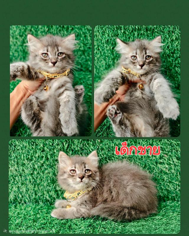 น้องแมว เปอร์เซีย แท้ 3