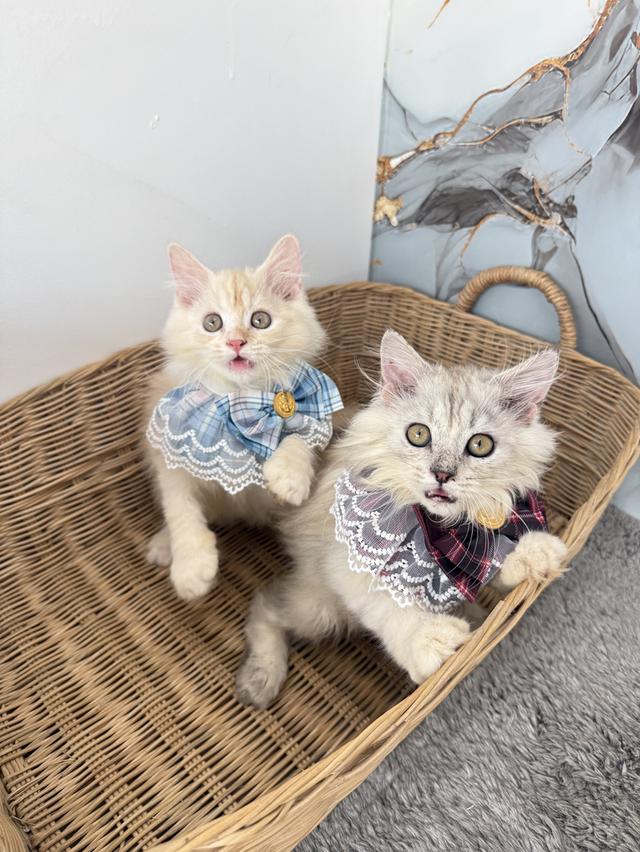 ลูกแมวพันธุ์เปอร์เซียแท้ รูปที่ 7