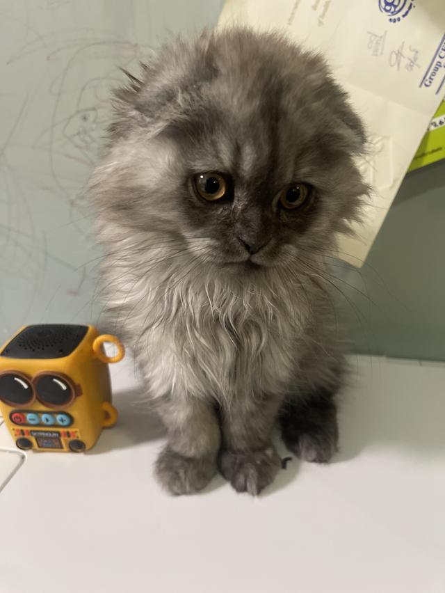 น้องแมวหน้าดำ(ชาย2เดือน)พร้อมย้านบ้าน