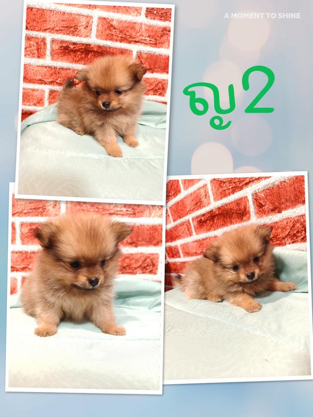 ปอมแท้ 3