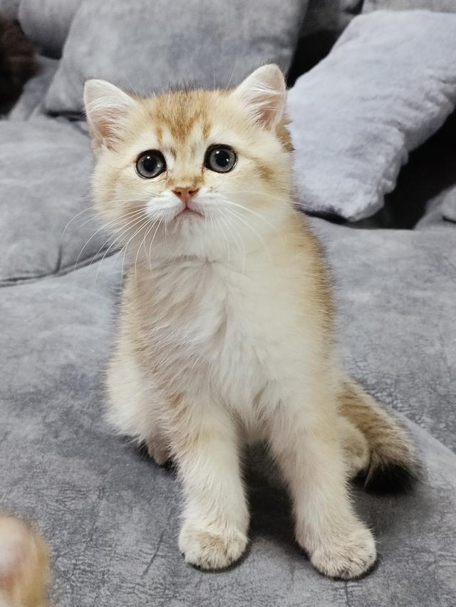 แมวBritish Shorthair