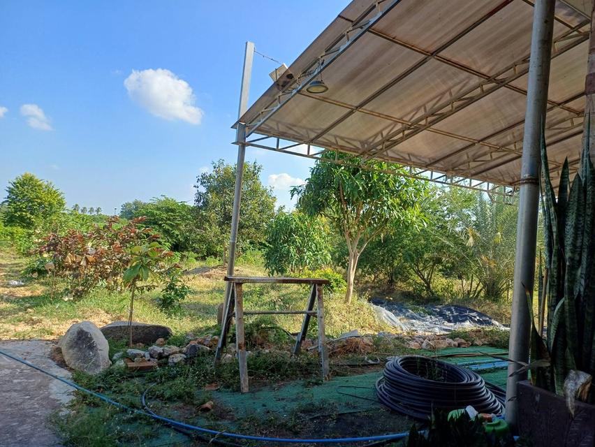 ขายด่วน! ที่ดินพร้อมบ้านและธุรกิจรังนกนางแอ่น (6 ไร่) 7