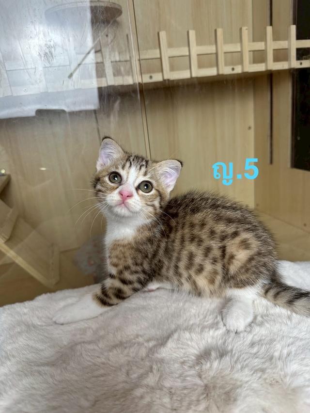 สก็อตติช😺
