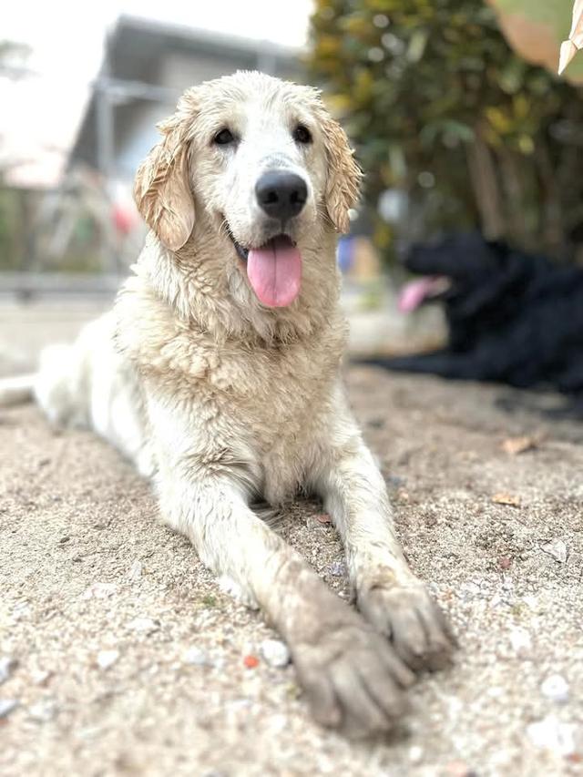 ขาย White Golden Retriever ซนมาก