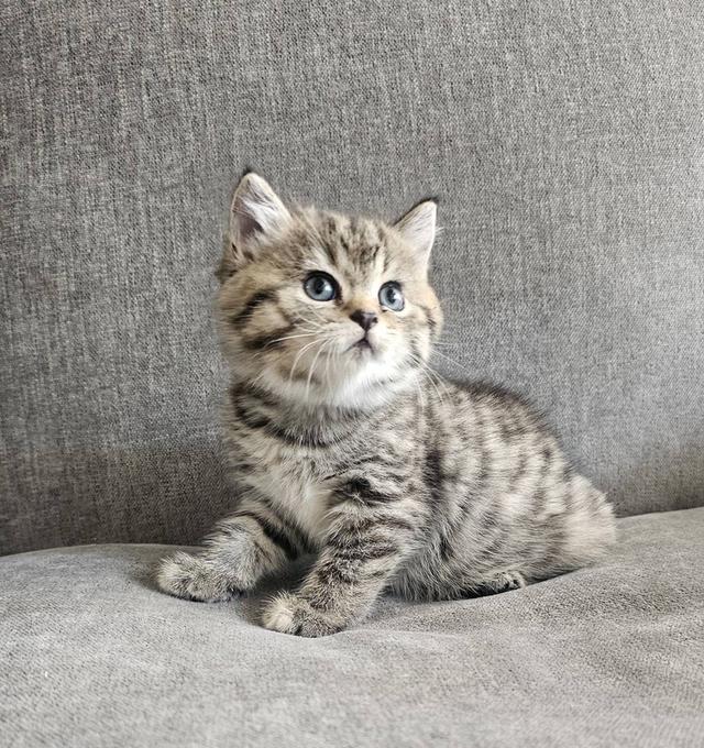 สก็อตติชโฟลด์ เสือสาว 8