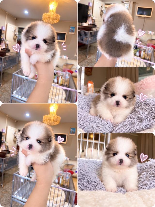ลูกปอมเมอเรเนียนแท้ มีบริการจัดส่งทั่วประเทศ รูปที่ 17
