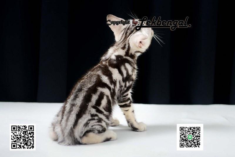 ขายลูกแมว อเมริกันชอตแฮร์ American Shorthair  2