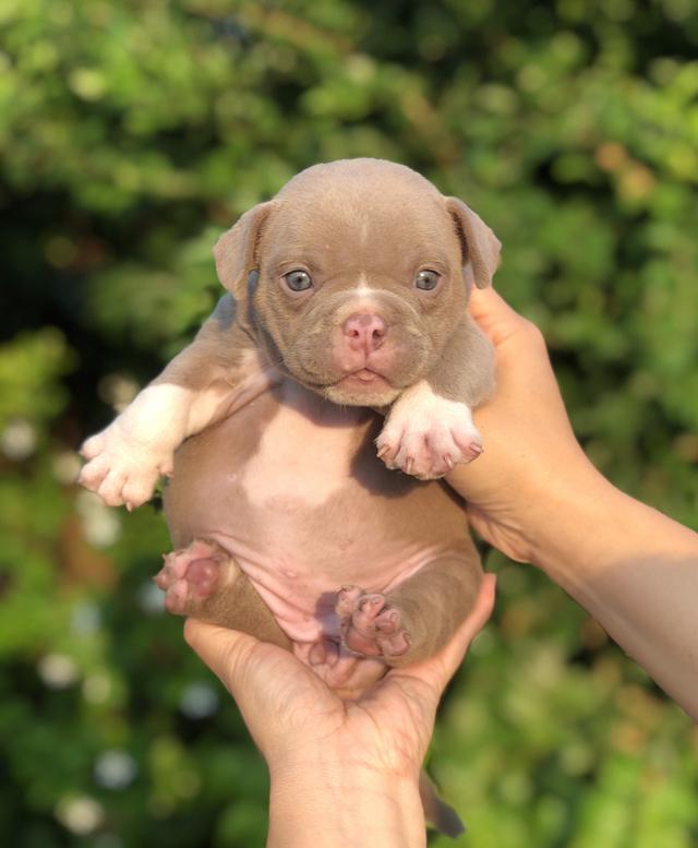 เอ็กโซติกบูลลี่อายุเดือนกว่า รูปที่ 3