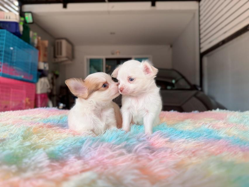 ชิวาวาผสมปอม เพศผู้ พร้อมย้ายบ้าน พิกัดรามอินทรา 6